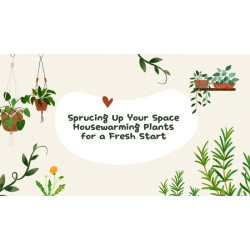 Sprucing Up Your Space Housewarming Plants for a Fresh Start